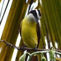 Lesser Kiskadee